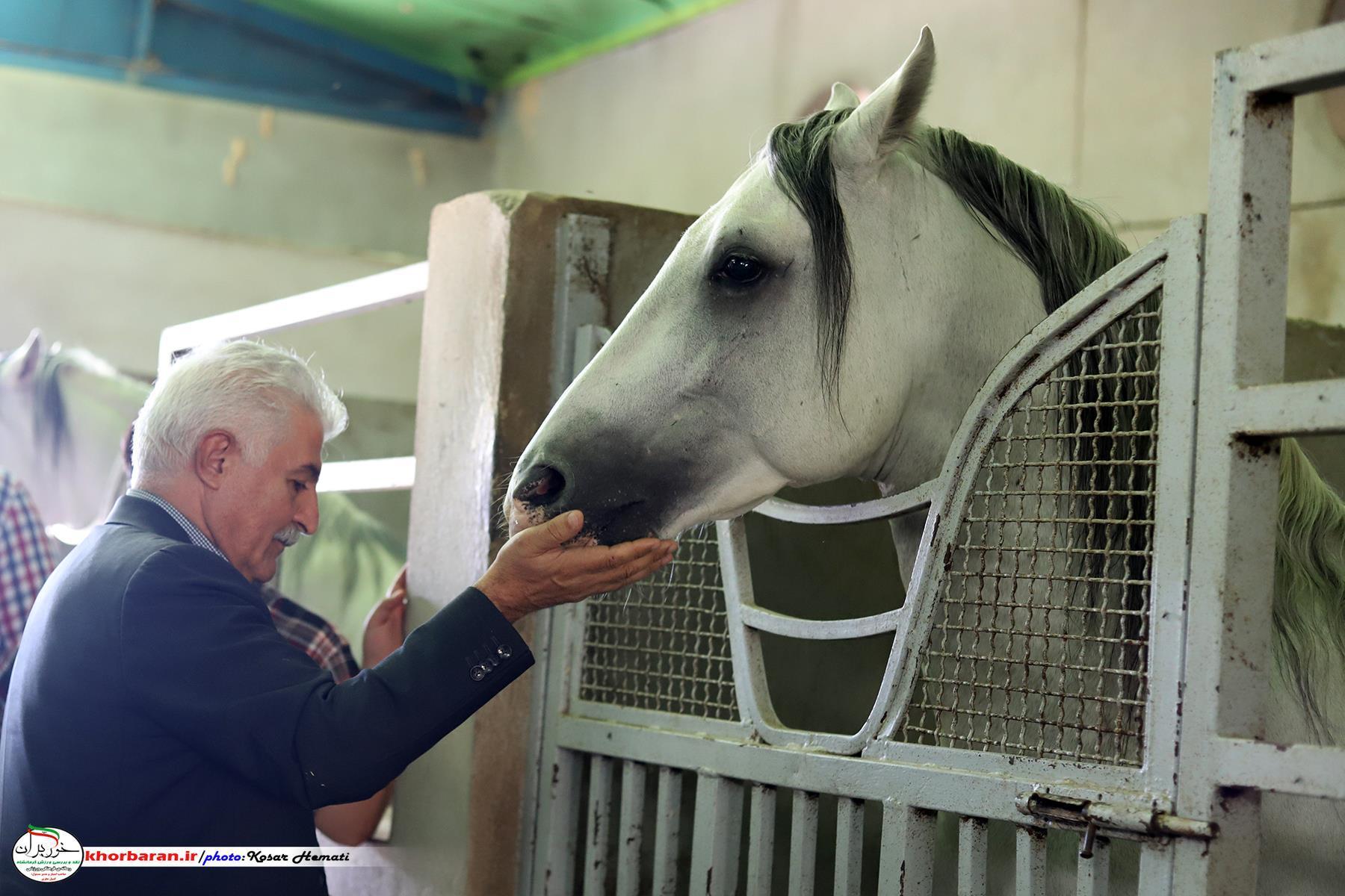 اسب نشاط و ثروت می‌آورد