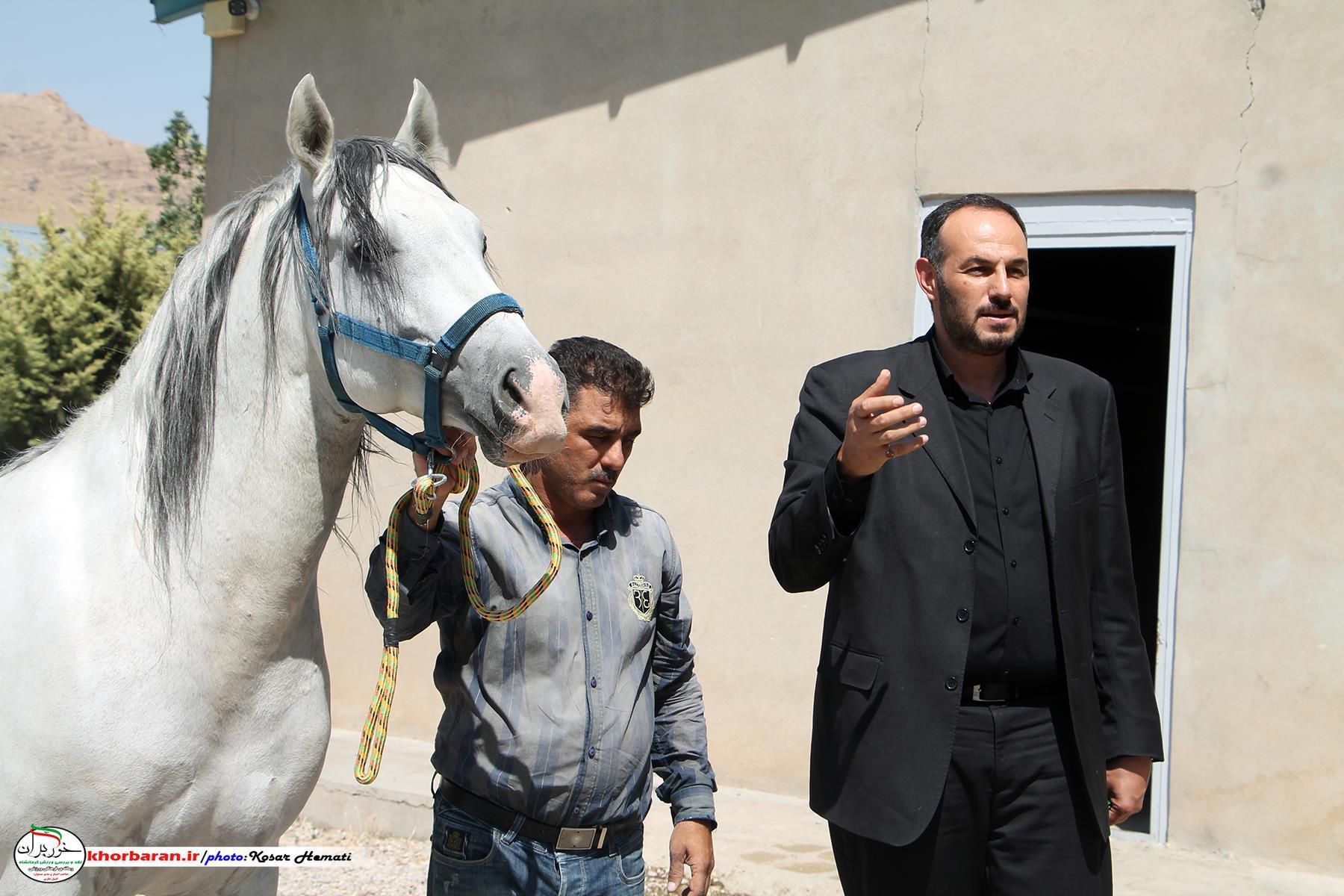 اسب نشاط و ثروت می‌آورد